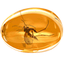 Amber icon