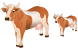 Cow