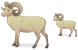 Ram