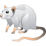 Rat icon